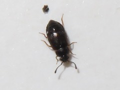 Proteinus brachypterus