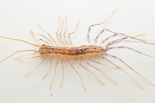 House Centipede