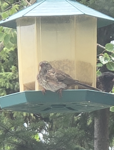 Dark-eyed Junco
