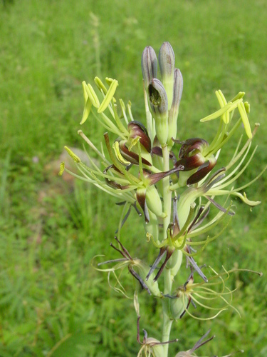Agave pratensis