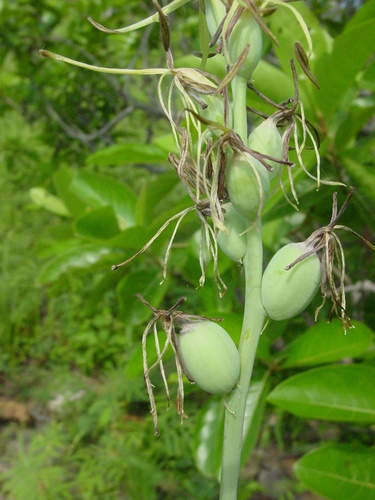 Agave pratensis