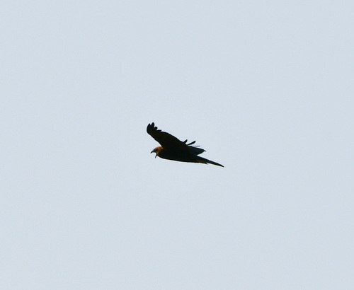 Western Marsh Harrier