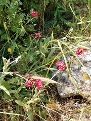 Helichrysum sanguineum