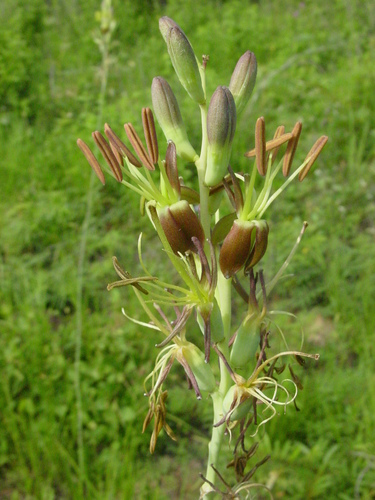 Agave pratensis