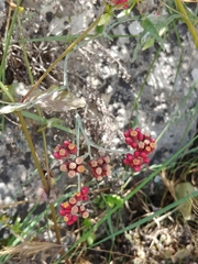 Helichrysum sanguineum