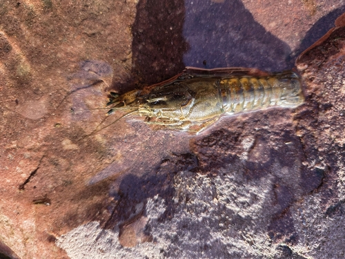 Spinycheek Crayfish