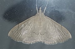 Hyalobathra crenulata