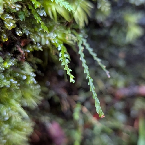 Toothed snailfern (Cochlidium serrulatum)