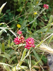 Helichrysum sanguineum