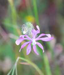 Silene