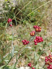 Helichrysum sanguineum