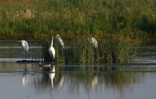 Great Egret