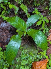 Chrysothemis melittifolia