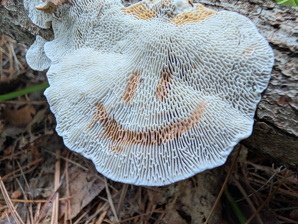 Thin-walled Maze Polypore · August 2026 · photo: Photo: no rights reserved · iNaturalist