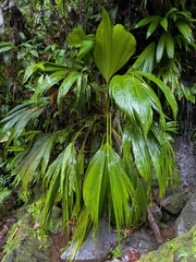 Asplundia insignis