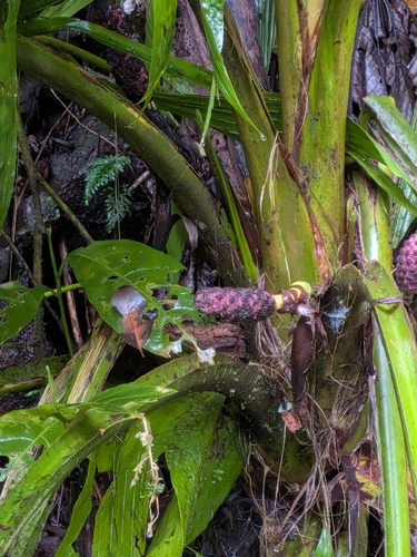 Asplundia insignis, photograph 2