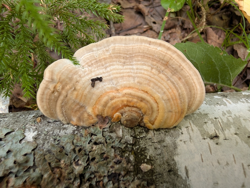 Gilled Polypore · August 2026 · photo: Photo: no rights reserved · iNaturalist