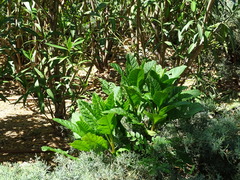 Phytolacca americana