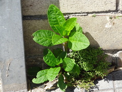 Phytolacca americana