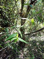 Ampelaster carolinianus