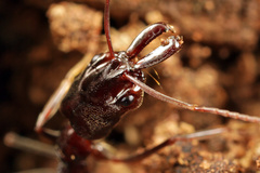 Odontomachus troglodytes