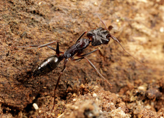 Odontomachus troglodytes