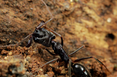 Odontomachus troglodytes