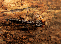 Odontomachus troglodytes