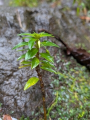 Sauvagesia erecta, photograph (c) Guillaume Delaitre, some rights reserved (CC BY)