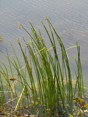 Cyperus malaccensis monophyllus