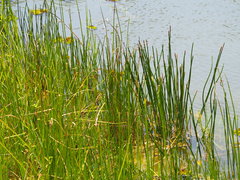 Cyperus malaccensis monophyllus