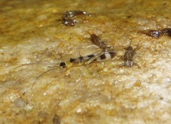 Desmonemoura pulchellum