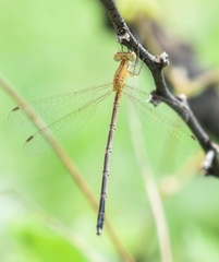 Lestes concinnus