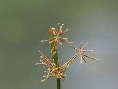 Cyperus malaccensis monophyllus