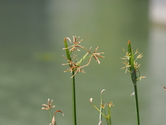 Cyperus malaccensis monophyllus
