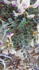 Astragalus chamaeleuce