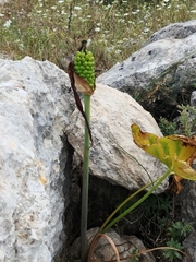 Arum palaestinum
