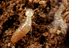 Microcerotermes
