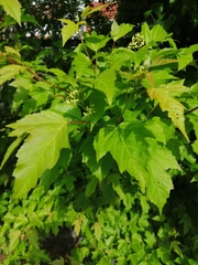 Acer tataricum