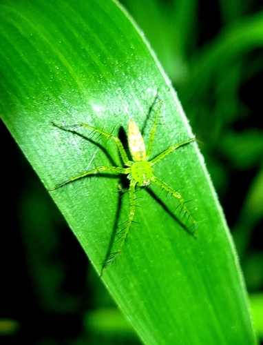 Architis spinipes