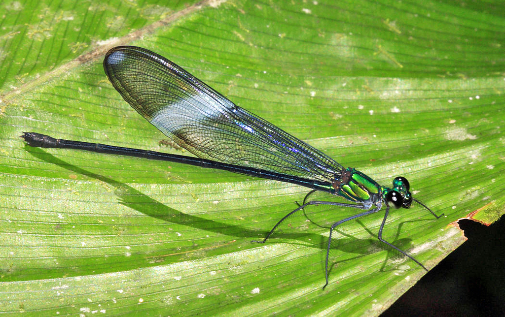 Iridictyon