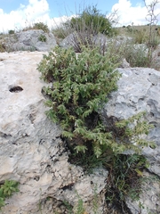 Podonosma orientalis