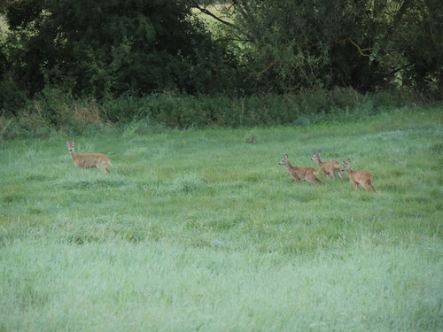 Western Roe Deer