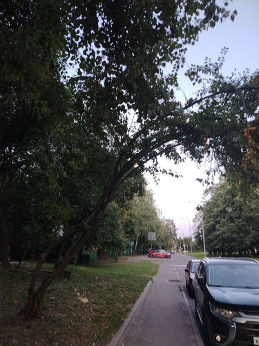 Наблюдение на iNaturalist