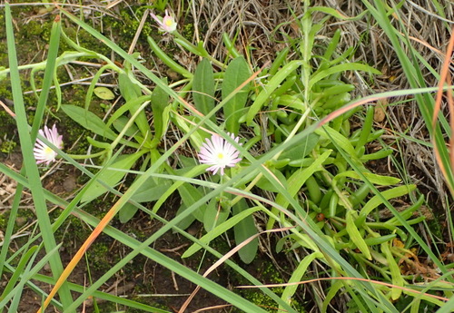 Image of Delosperma lootsbergense by (c) Nicola van Berkel, some rights reserved (CC BY-SA)