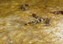 Desmonemoura pulchellum