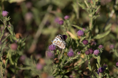 Brown-veined White