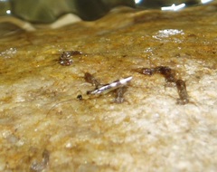 Desmonemoura pulchellum