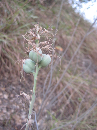 Agave pratensis