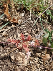 Sedum rubens